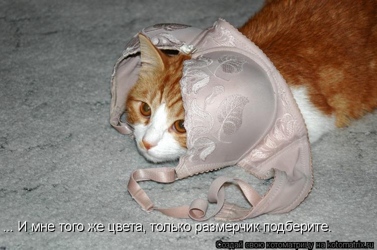 ... И мне того же цвета, только размерчик подберите.... Котоматрица: ... И мне того же цвета, только размерчик подберите.