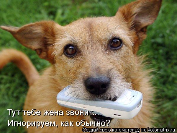 Тут тебе жена звонит... Игнорируем, как обычно?... Котоматрица: Тут тебе жена звонит... Игнорируем, как обычно?
