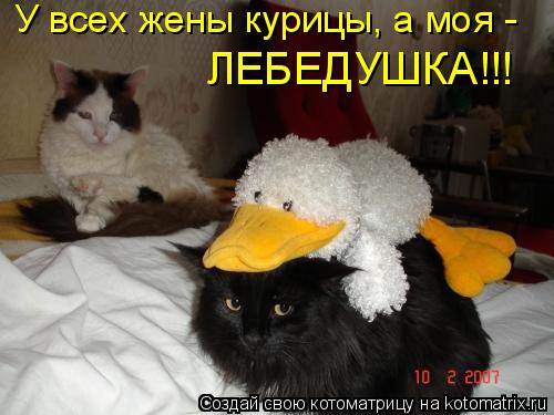 У всех жены курицы, а моя - ЛЕБЕДУШКА!!!... Котоматрица: У всех жены курицы, а моя - ЛЕБЕДУШКА!!!