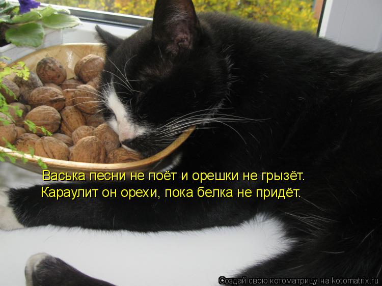 Васька песни не поёт и орешки не грызёт. Караулит он орехи, пока белка не придёт.... Котоматрица: Васька песни не поёт и орешки не грызёт. Караулит он орехи, пока белка не придёт.
