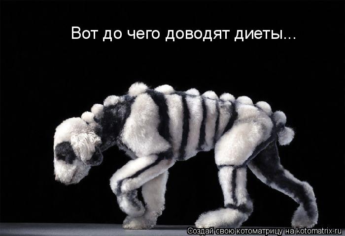 Вот до чего доводят диеты...... Котоматрица: Вот до чего доводят диеты...
