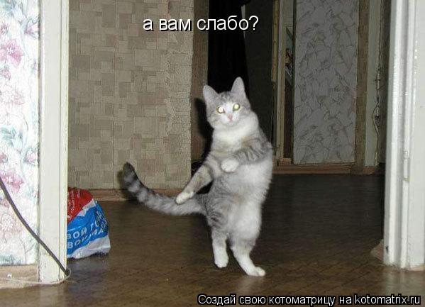 а вам слабо?... Котоматрица: а вам слабо?