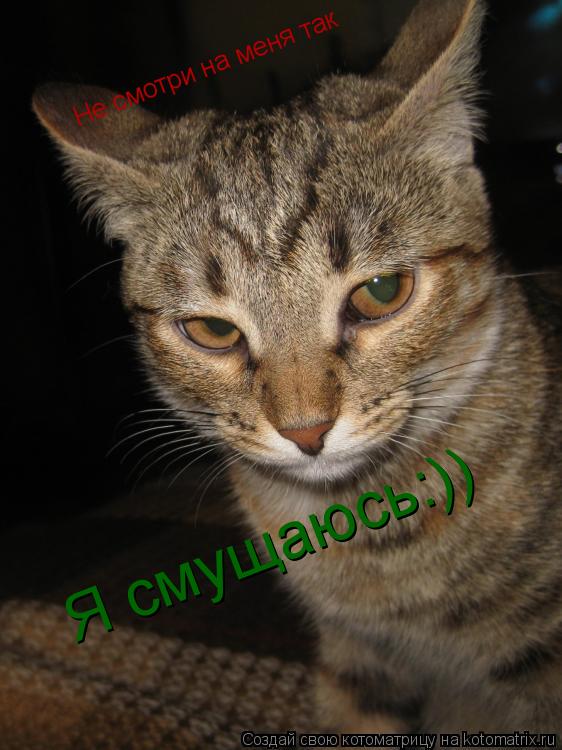 Не смотри на меня так Я смущаюсь:))... Котоматрица: Не смотри на меня так Я смущаюсь:))