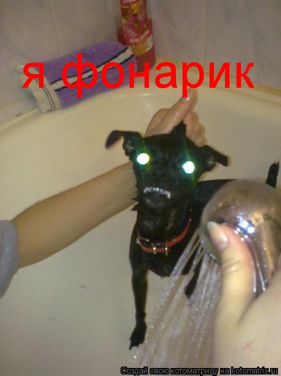 я фонарик... Котоматрица: я фонарик