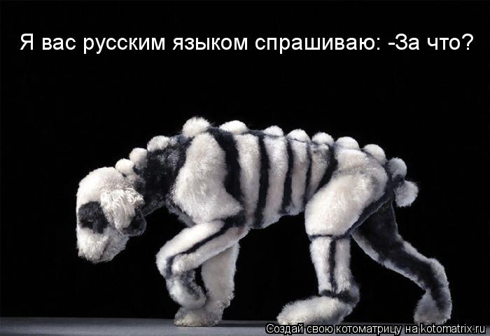 Я вас русским языком спрашиваю: -За что?... Котоматрица: Я вас русским языком спрашиваю: -За что?