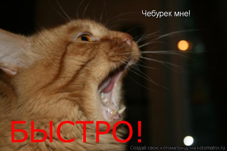 Чебурек мне! БЫСТРО!... Котоматрица: Чебурек мне! БЫСТРО!