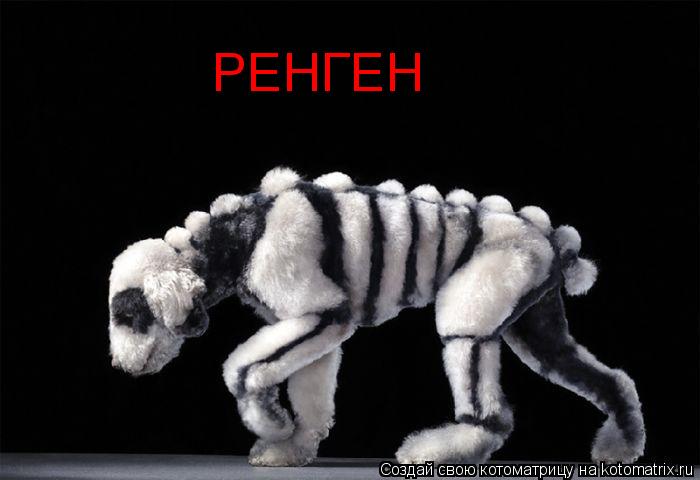 РЕНГЕН... Котоматрица: РЕНГЕН