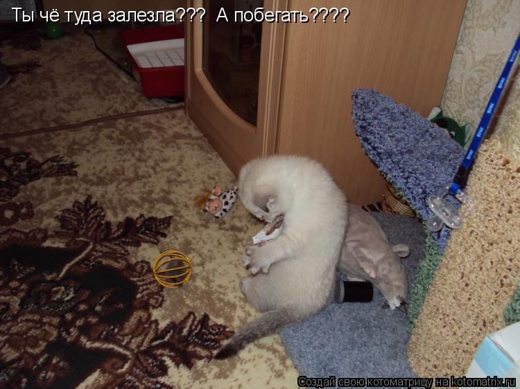 Ты чё туда залезла??? А побегать????... Котоматрица: Ты чё туда залезла??? А побегать????