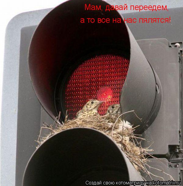 а то все на нас пялятся! Мам, давай переедем,... Котоматрица: а то все на нас пялятся! Мам, давай переедем,