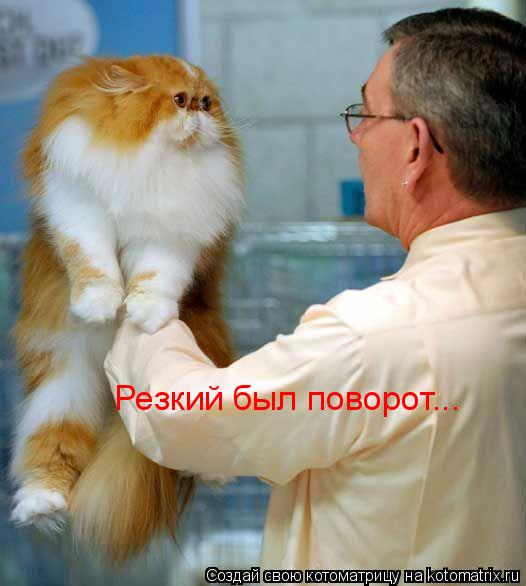 Резкий был поворот...... Котоматрица: Резкий был поворот...