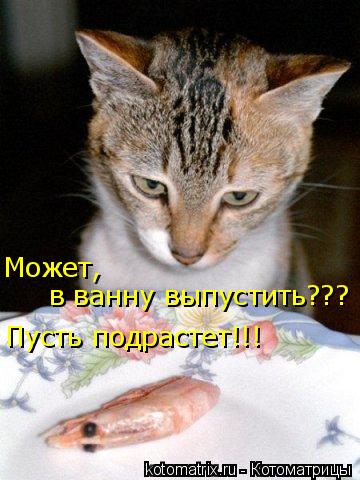 Может, в ванну выпустить??? Пусть подрастет!!!... Котоматрица: Может, в ванну выпустить??? Пусть подрастет!!!