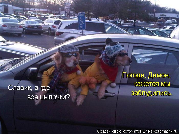 Славик, а где все цыпочки? Погоди, Димон, кажется мы заблудились.... Котоматрица: Славик, а где все цыпочки? Погоди, Димон, кажется мы заблудились.
