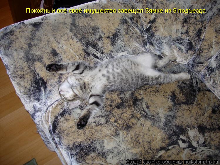 Покойный всё своё имущество завещал Зямке из 9 подъезда... Котоматрица: Покойный всё своё имущество завещал Зямке из 9 подъезда