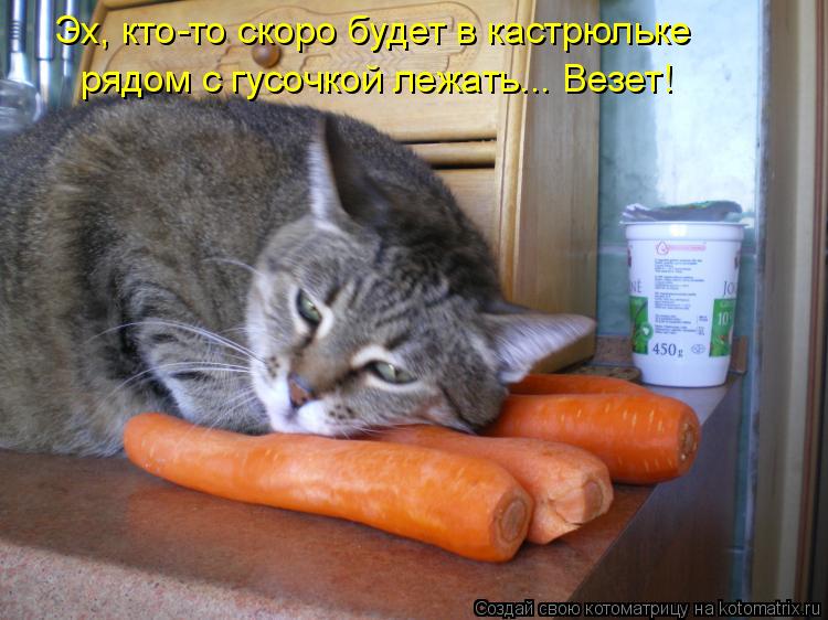 Эх, кто-то скоро будет в кастрюльке рядом с гусочкой лежать... Везет!... Котоматрица: Эх, кто-то скоро будет в кастрюльке рядом с гусочкой лежать... Везет!