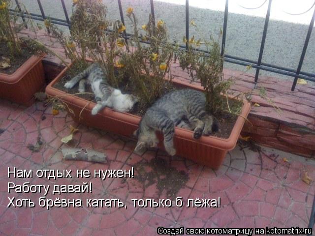 Нам отдых не нужен! Работу давай! Хоть брёвна катать, только б лёжа!... Котоматрица: Нам отдых не нужен! Работу давай! Хоть брёвна катать, только б лёжа!