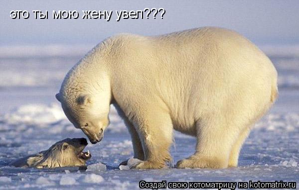 это ты мою жену увел???... Котоматрица: это ты мою жену увел???