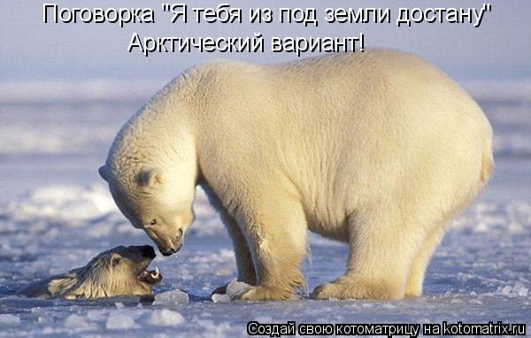 Котоматрица: Поговорка "Я тебя из под земли достану" Арктический вариант!