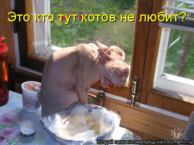 Котоматрица: Это кто тут котов не любит?