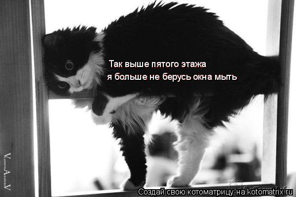 Котоматрица: Так выше пятого этажа  я больше не берусь окна мыть я больше не берусь окна мыть Так выше пятого этажа