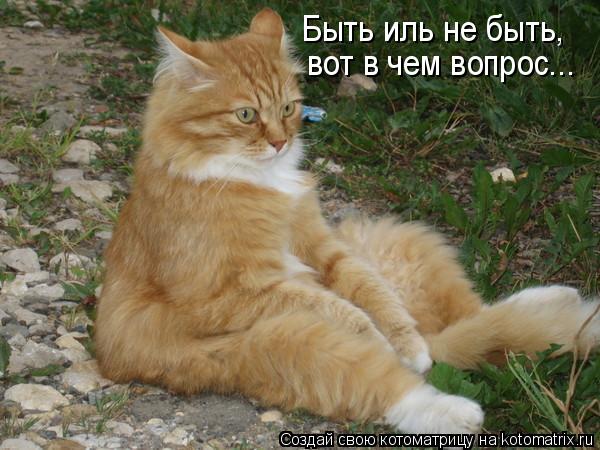 Котоматрица: Быть иль не быть, вот в чем вопрос...