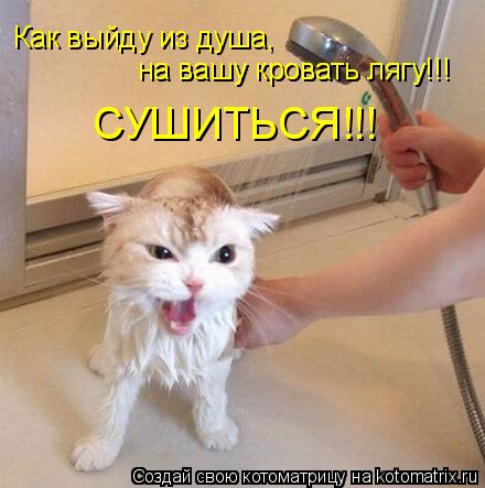 Котоматрица: Как выйду из душа,  на вашу кровать лягу!!! на вашу кровать лягу!!! СУШИТЬСЯ!!!