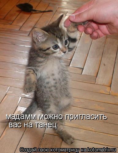мадамм можно пригласить вас на танец... Котоматрица: мадамм можно пригласить вас на танец