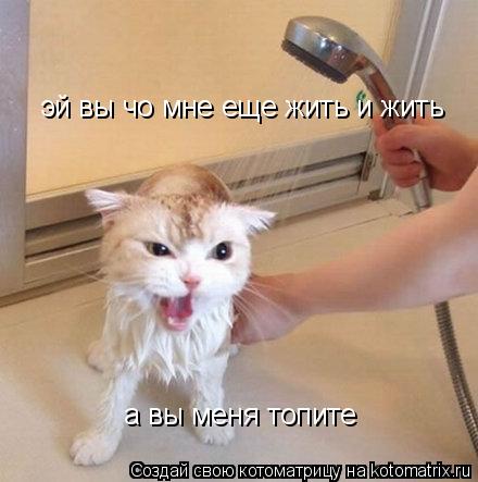 Котоматрица: эй вы чо мне еще жить и жить а вы меня топите