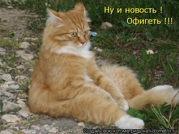 Котоматрица: Ну и новость !  Офигеть !!!