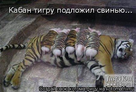 Котоматрица: Кабан тигру подложил свинью...