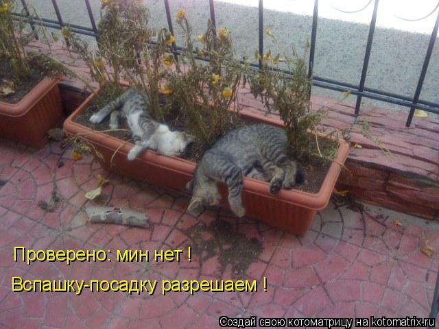 Проверено: мин нет ! Вспашку-посадку разрешаем !... Котоматрица: Проверено: мин нет ! Вспашку-посадку разрешаем !