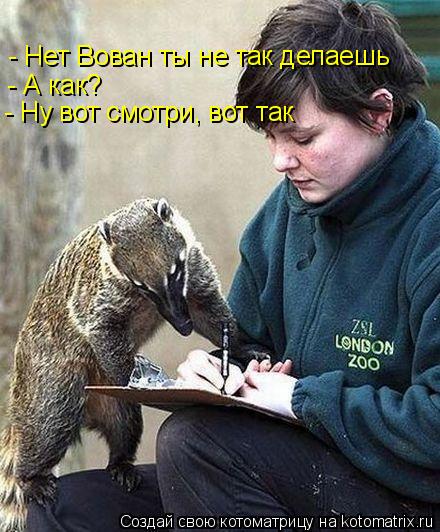 Котоматрица: - Нет Вован ты не так делаешь - А как? - Ну вот смотри, вот так