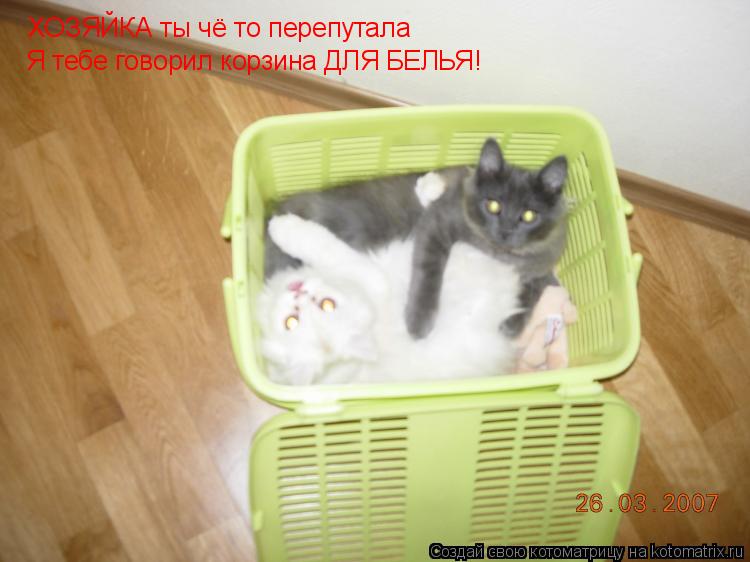 Котоматрица: ХОЗЯЙКА ты чё то перепутала Я тебе говорил корзина ДЛЯ БЕЛЬЯ!