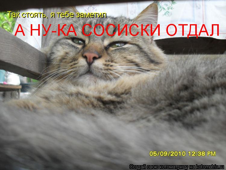 Котоматрица: Так стоять, я тебе заметил  А НУ-КА СОСИСКИ ОТДАЛ