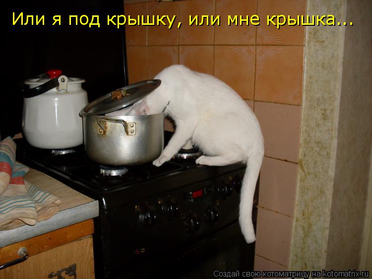 Котоматрица: Или я под крышку, или мне крышка...