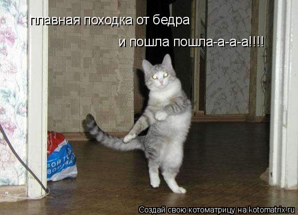 Котоматрица: и пошла пошла-а-а-а!!!! плавная походка от бедра