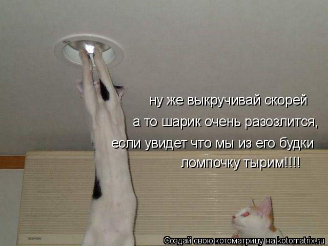 Котоматрица: ну же выкручивай скорей а то шарик очень разозлится,  если увидет что мы из его будки ломпочку тырим!!!!