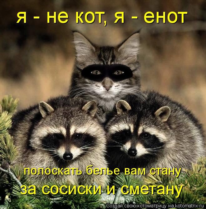 я - не кот, я - енот полоскать белье вам стану за сосиски и сметану... Котоматрица: я - не кот, я - енот полоскать белье вам стану за сосиски и сметану