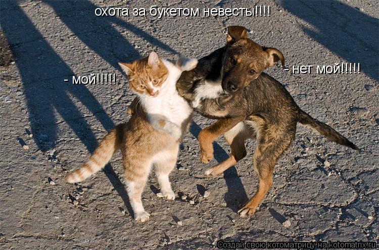 Котоматрица: охота за букетом невесты!!!! - мой!!!!! - нет мой!!!!!