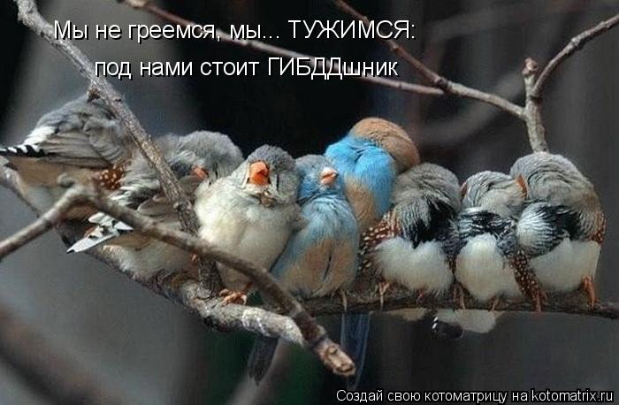 Мы не греемся, мы... ТУЖИМСЯ: под нами стоит ГИБДДшник... Котоматрица: Мы не греемся, мы... ТУЖИМСЯ: под нами стоит ГИБДДшник