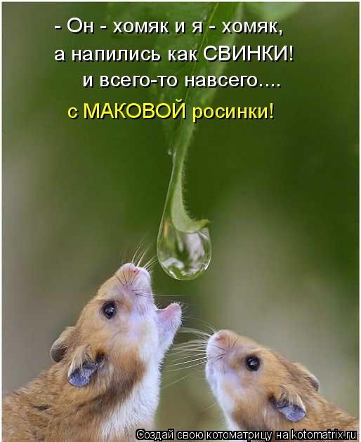 - Он - хомяк и я - хомяк, а напились как СВИНКИ! и всего-то навсего.... с МАКОВОЙ росинки!... Котоматрица: - Он - хомяк и я - хомяк, а напились как СВИНКИ! и всего-то навсего.... с МАКОВОЙ росинки!