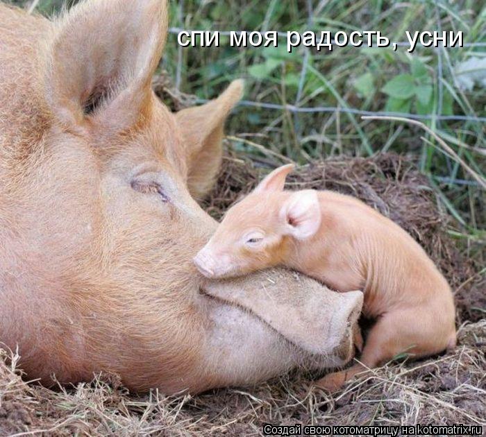 Котоматрица: спи моя радость, усни