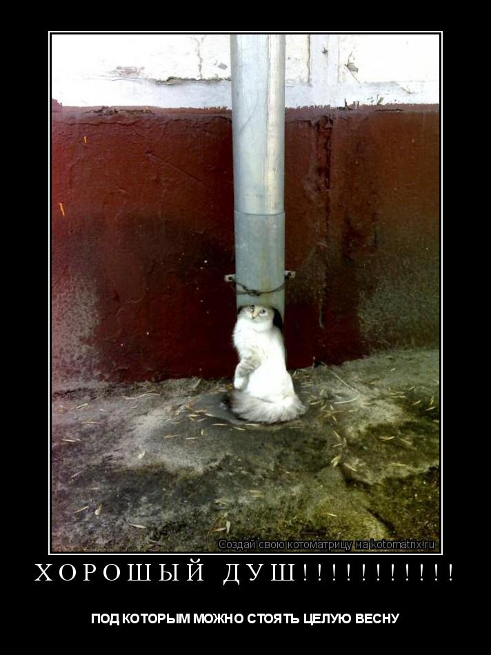 ХОРОШЫЙ ДУШ!!!!!!!!!!! ПОД КОТОРЫМ МОЖНО СТОЯТЬ ЦЕЛУЮ ВЕСНУ... Котоматрица: ХОРОШЫЙ ДУШ!!!!!!!!!!! ПОД КОТОРЫМ МОЖНО СТОЯТЬ ЦЕЛУЮ ВЕСНУ