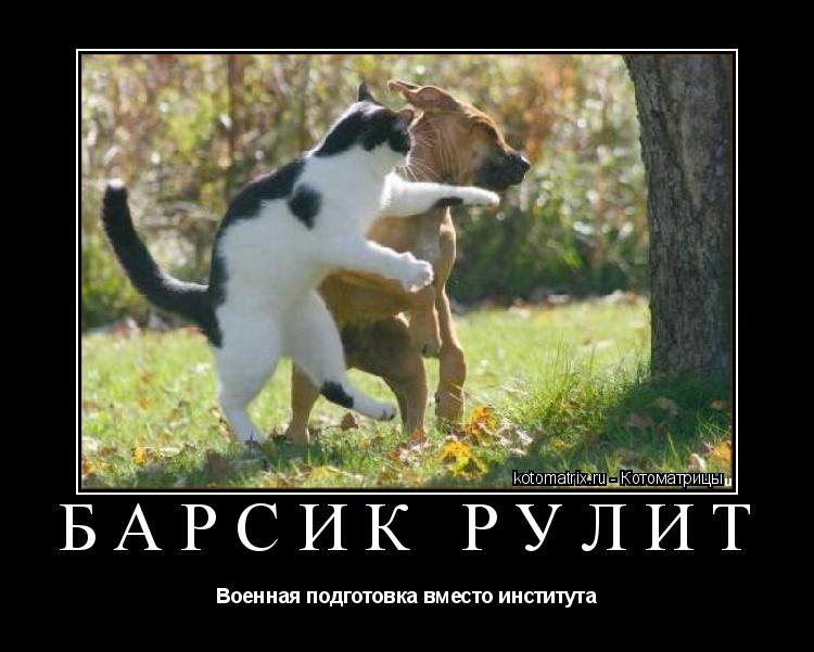 Барсик рулит Военная подготовка вместо института... Котоматрица: Барсик рулит Военная подготовка вместо института