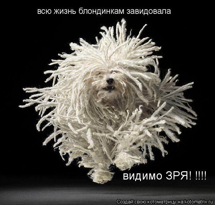 Котоматрица: всю жизнь блондинкам завидовала видимо ЗРЯ! !!!!