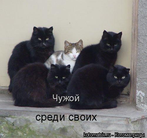 Котоматрица: Чужой  среди своих