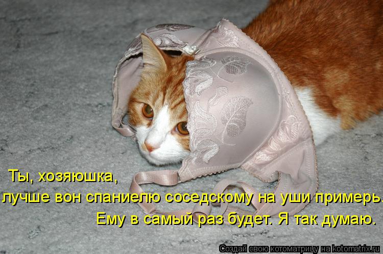 Ты, хозяюшка, Ему в самый раз будет. Я так думаю. лучше вон спаниелю соседскому на уши примерь...... Котоматрица: Ты, хозяюшка, Ему в самый раз будет. Я так думаю. лучше вон спаниелю соседскому на уши примерь...