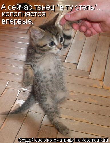 А сейчас танец "в ту степь"... исполняется впервые.... Котоматрица: А сейчас танец "в ту степь"... исполняется впервые.