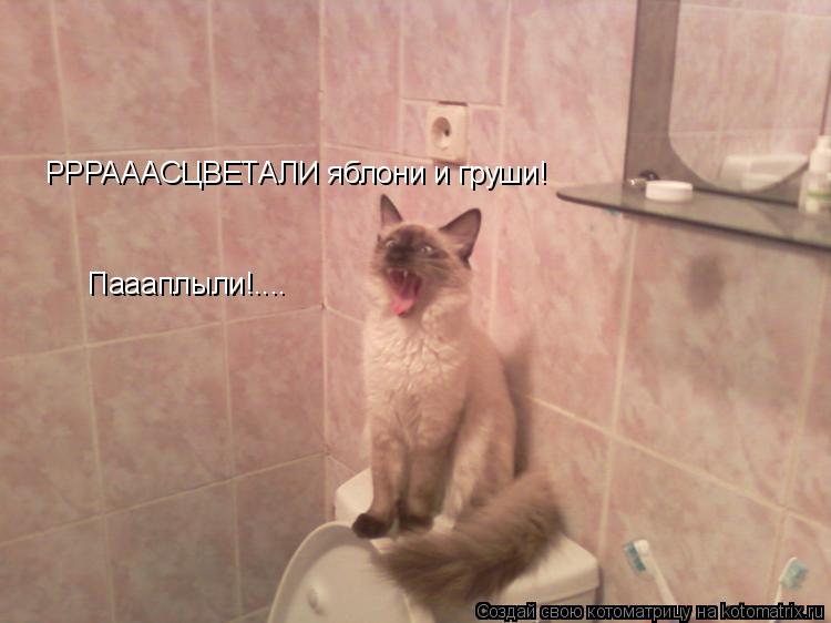 РРРАААСЦВЕТАЛИ яблони и груши! Паааплыли!....... Котоматрица: РРРАААСЦВЕТАЛИ яблони и груши! Паааплыли!....