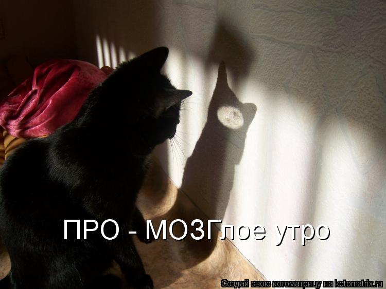 ПРО - МОЗГлое утро... Котоматрица: ПРО - МОЗГлое утро