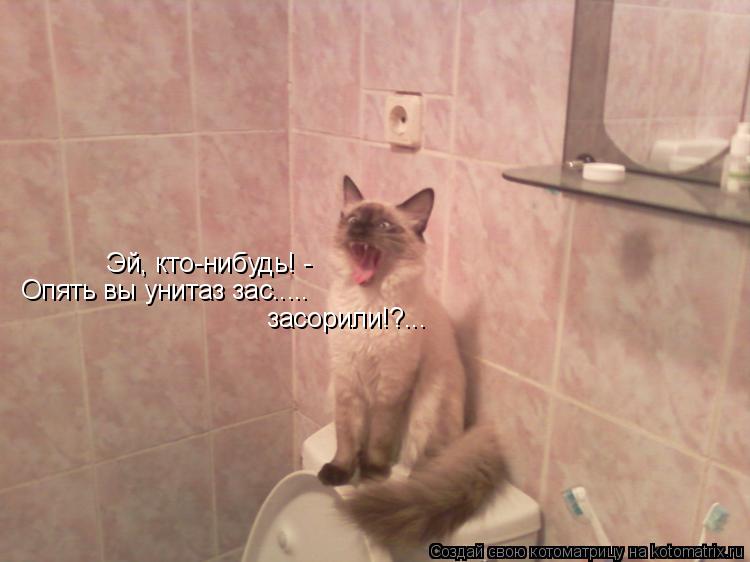 Эй, кто-нибудь! - Опять вы унитаз зас..... засорили!?...... Котоматрица: Эй, кто-нибудь! - Опять вы унитаз зас..... засорили!?...